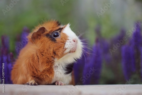 guinea pig outside