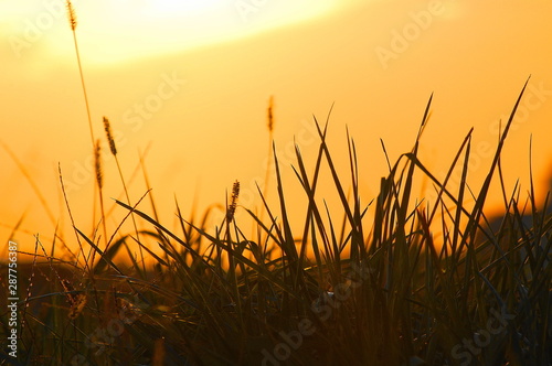 Sunset over wheat field