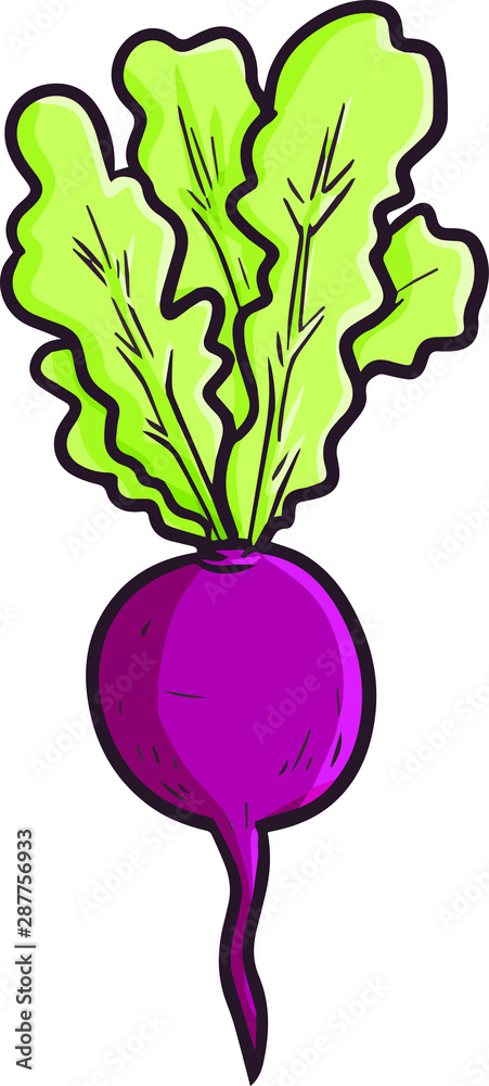 Funny and cute red radish Funny and cute red radish