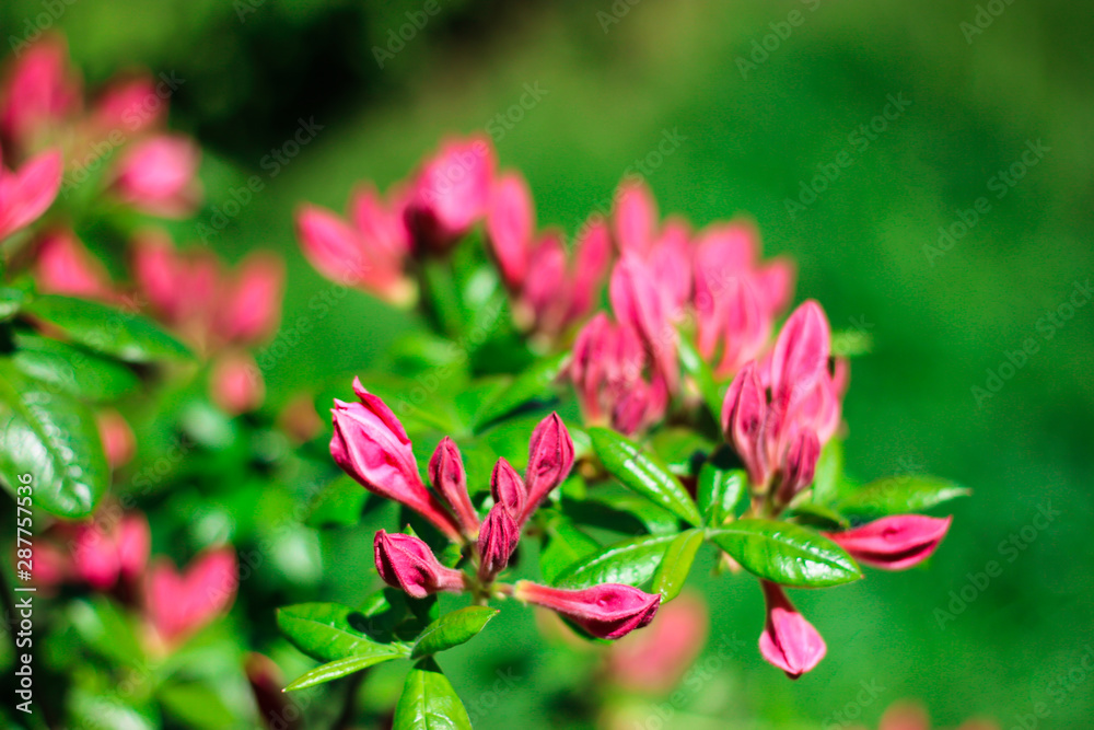 Macro image of spring beautiful flowers, abstract soft floral background. Pink spring flowers on green background. Macro image of spring beautiful flowers, abstract soft floral background. Pink spring flowers on green background.