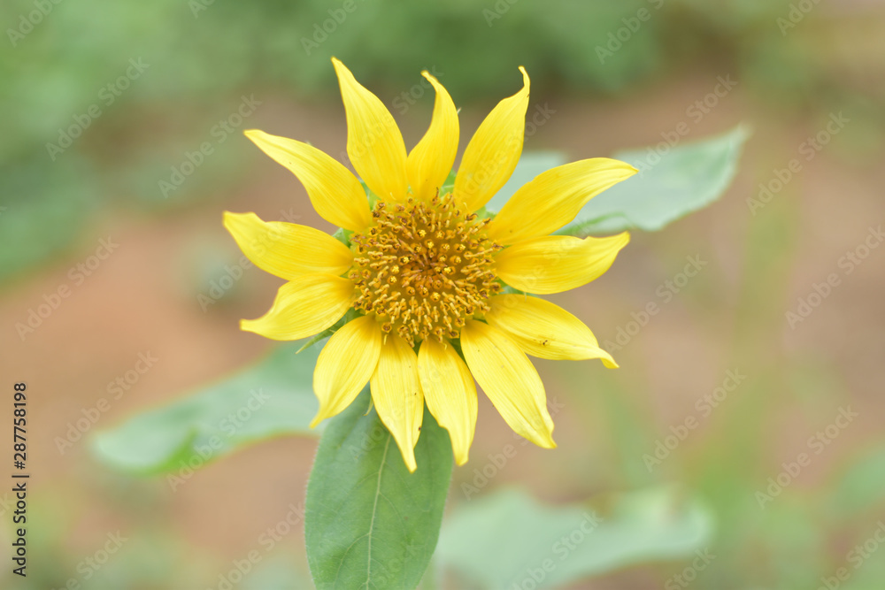 Sunflower blooming bright yellow Sunflower blooming bright yellow