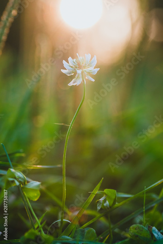 A lone flower clover at sunset photo