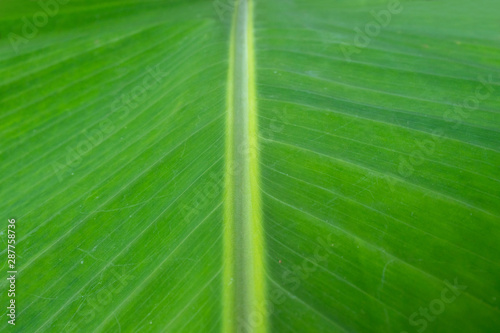 close up of tropical banana leaf texture,abstract green leaf