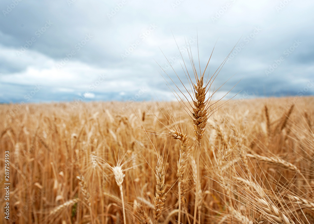 Fototapeta premium One head of wheat above a field in a stormy sky in the Drakensberg, South Africa