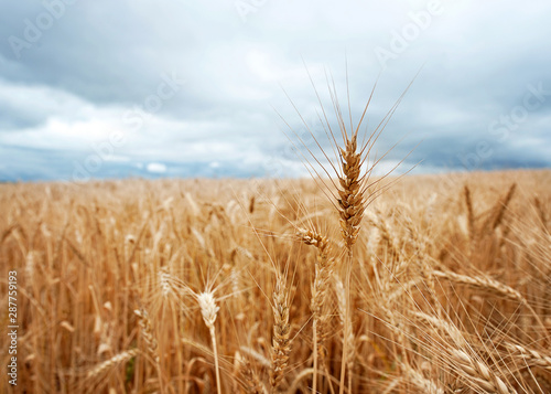 One head of wheat above a field in a stormy sky in the Drakensberg, South Africa
