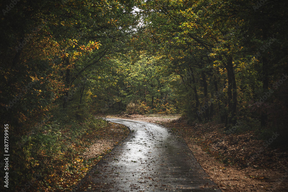 Road through moody autumn forest
