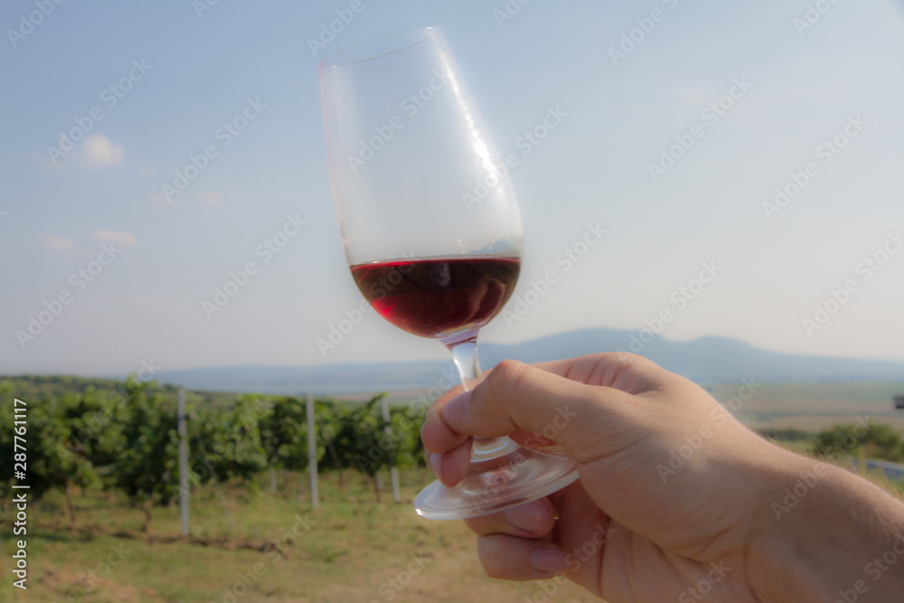 Glass of red wine in the vineyard in Znojmo, Czech Republic