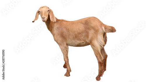 Goats standing on a separate white background  