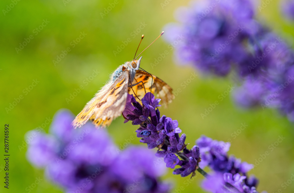 A painted lady (Vanessa cardui) on a flower. A painted lady (Vanessa cardui) on a flower.