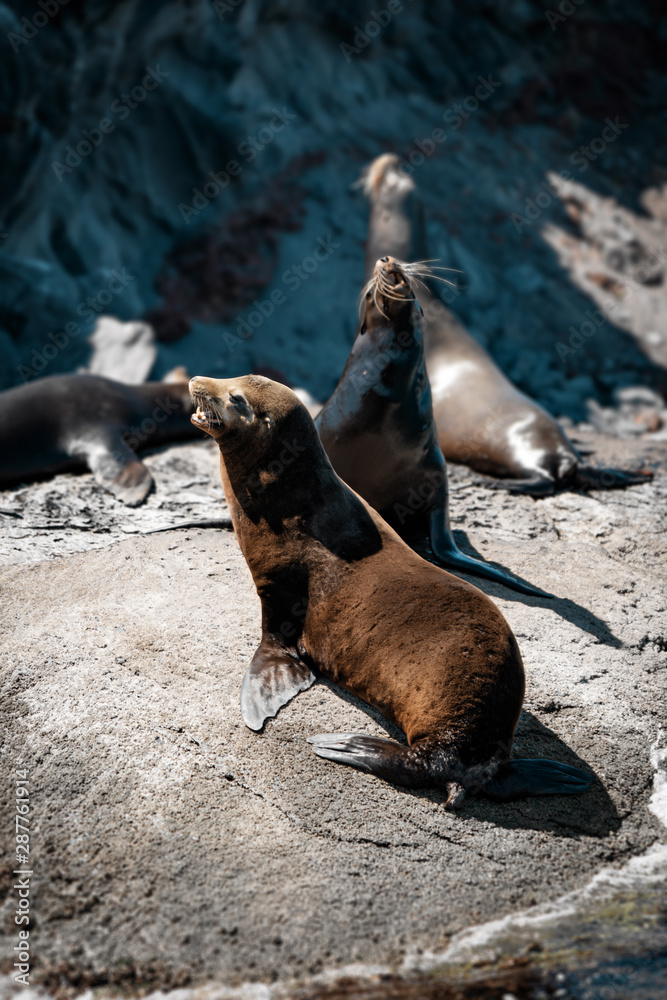 California sea lions on the rocks of Isla Coronado