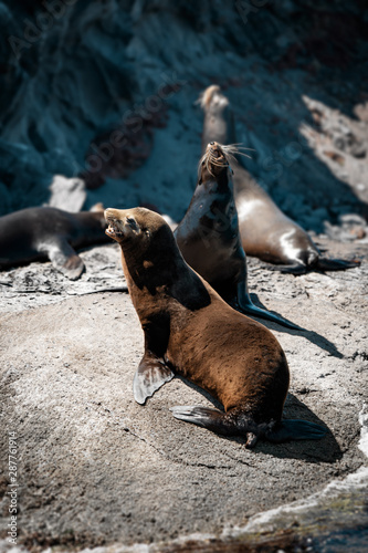Obraz na płótnie California sea lions on the rocks of Isla Coronado w salonie
