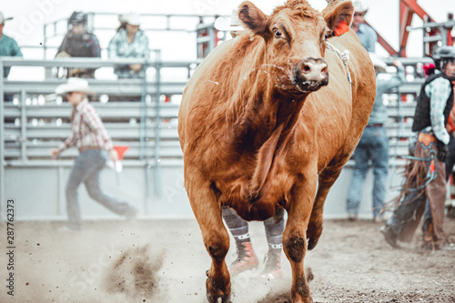 Bowden, Canada, 26 july 2019 / Cow or bull riding during western style town rodeo; dangerous sport and animal cruelty concepts