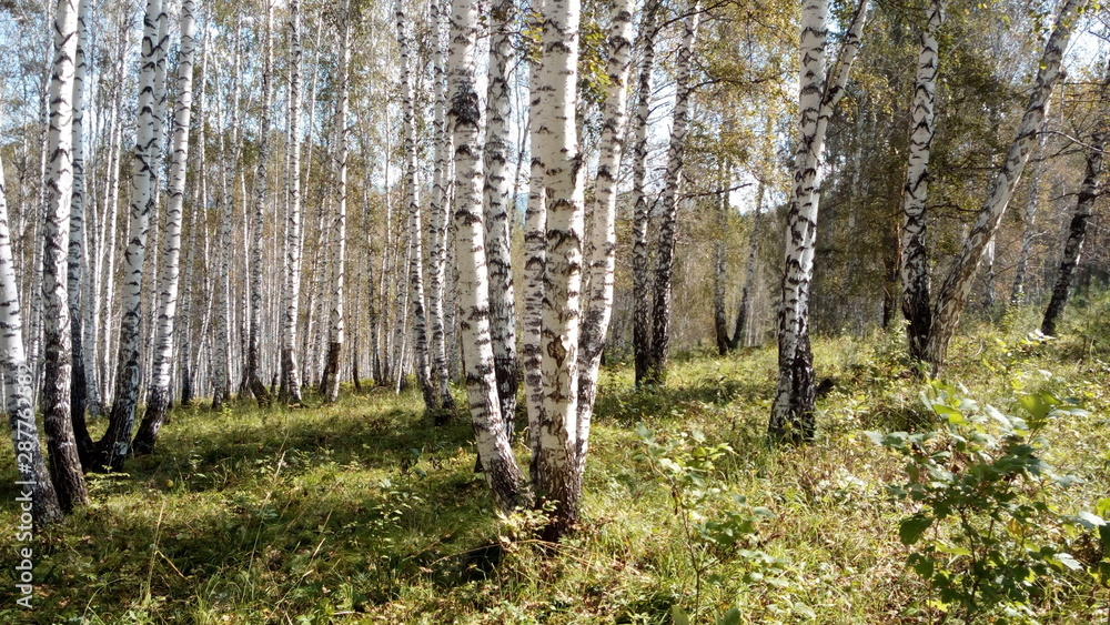 Sunny autumn day in a birch grove. Sunny autumn day in a birch grove.