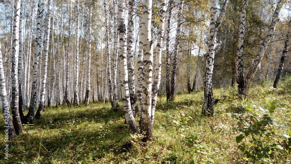 Sunny autumn day in a birch grove.