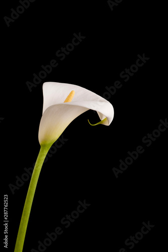 Arum or Calla Lilly against black background