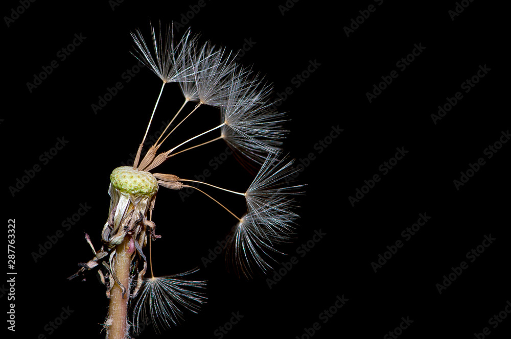 Fototapeta premium Dandelion with some of the seeds blown away