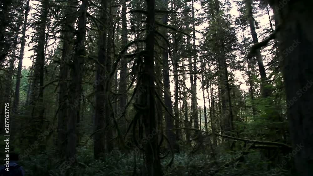 A middle age man of Middle Eastern descent on a nature walk through an evergreen forest. A middle age man of Middle Eastern descent on a nature walk through an evergreen forest.