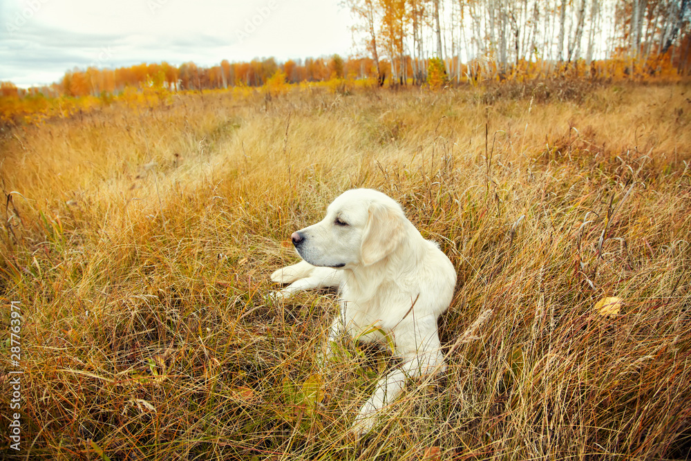 Obraz premium Young golden retriever for a walk in nature. Dog breed labrador outdoors.