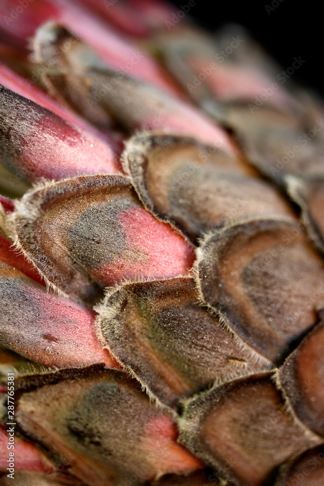 Fototapeta premium Outside petals of a protea