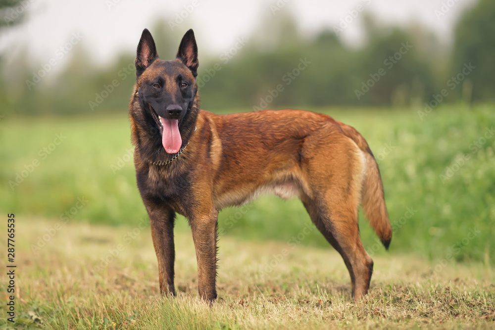 Happy young Belgian Shepherd dog Malinois with a chain collar staying outdoors on a green grass in summer