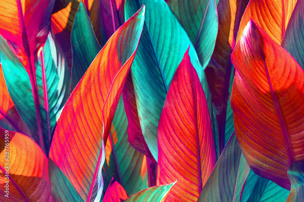 Close up of green and red banana leaves - obrazy, fototapety, plakaty 