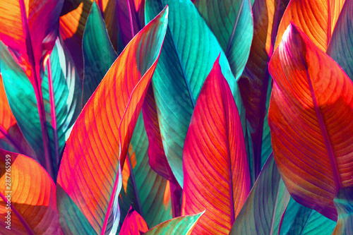 Fototapeta Close up of green and red banana leaves