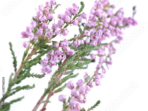 pink heather flowers on a white background