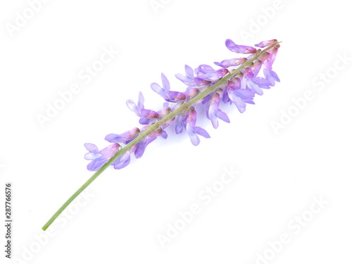 blue mouse pea flowers on a white background