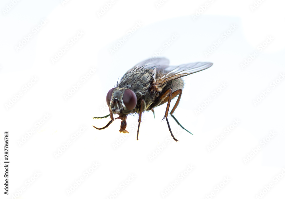 common black insect fly isolated on a white background common black insect fly isolated on a white background