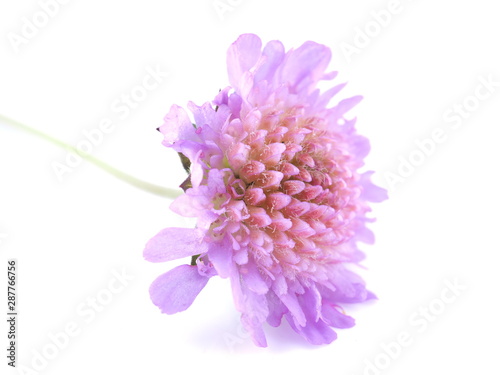 pink flower of a bastard on a white background photo