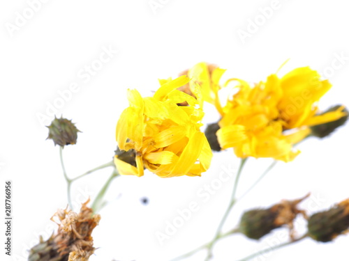 yellow bastard flower on a white background photo