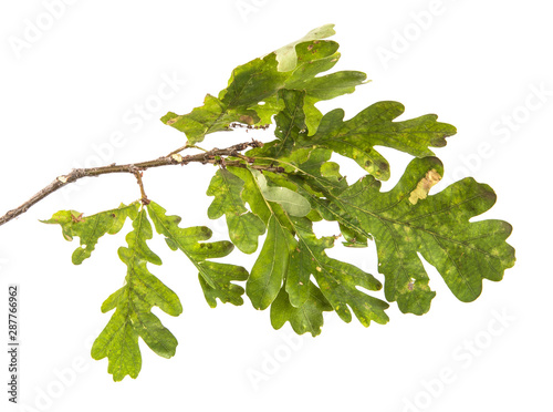 oak tree branch with green leaves on an isolated white background photo