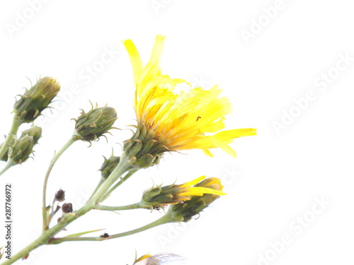 yellow bastard flower on a white background photo