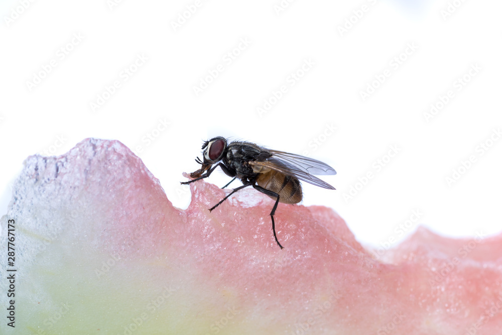 Obraz premium The usual black insect fly sits and eats food: watermelon, bread, honey, pie
