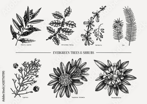 Evergreen trees and shrubs collection. Vintage Christmas elements set. Vector botanical illustration with leaves, conifers, branches, flowers, cones. 