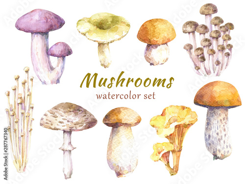 Fotografía Set of edible mushrooms - birch bolete, russula, honey mushroom, champignon, chanterelle, enoki, tricholoma and porcini