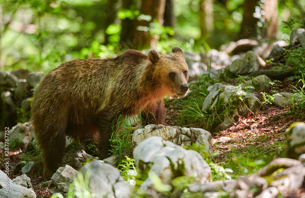 Obraz premium Wild brown bear (Ursus arctos) close up