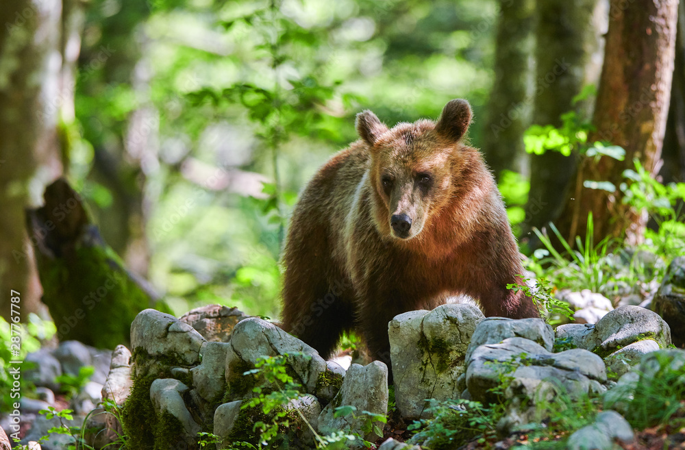 Fototapeta premium Wild brown bear (Ursus arctos) close up