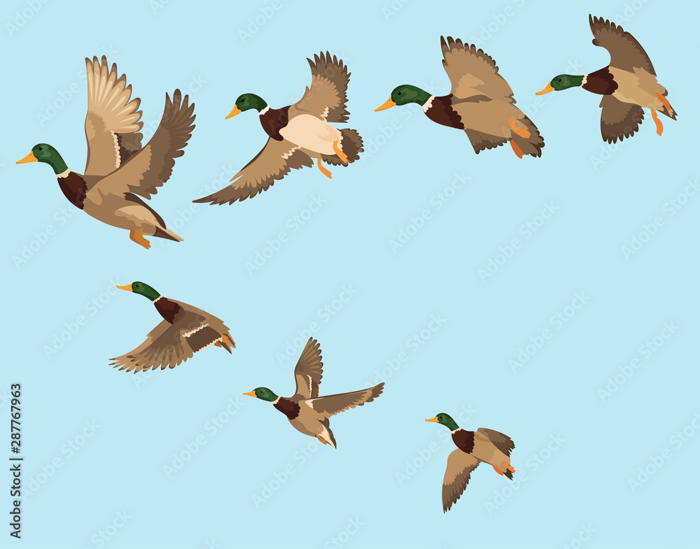 A flock of ducks. A cartoon flock of birds. Vector illustration of flying  birds. Drawing for children. Stock Vector