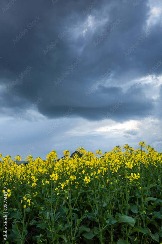 Fototapeta premium Canola Fields Under Stormy Sky