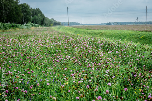 Red clover growing in field. © Natallia