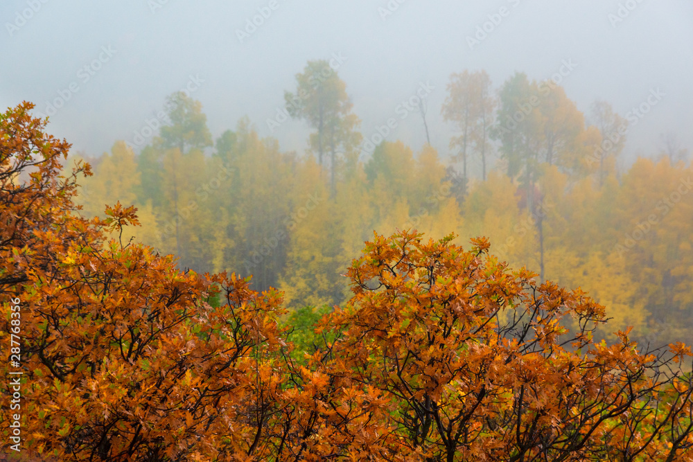 Autumn Foggy Day