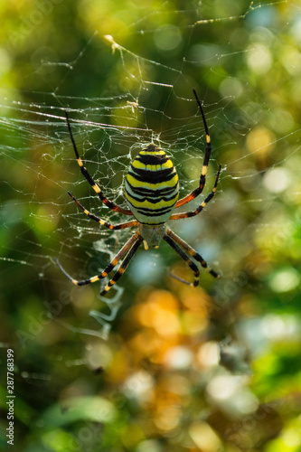 The spider and its web. Spider Argiope bruennichi or Wasp-spider. Closeup photo of Wasp spider. Soft selective focus.
