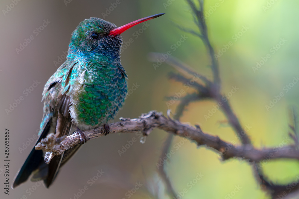 Fototapeta premium Broad-billed Hummingbird Sitting on a Branch