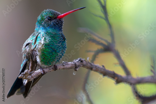 Broad-billed Hummingbird Sitting on a Branch