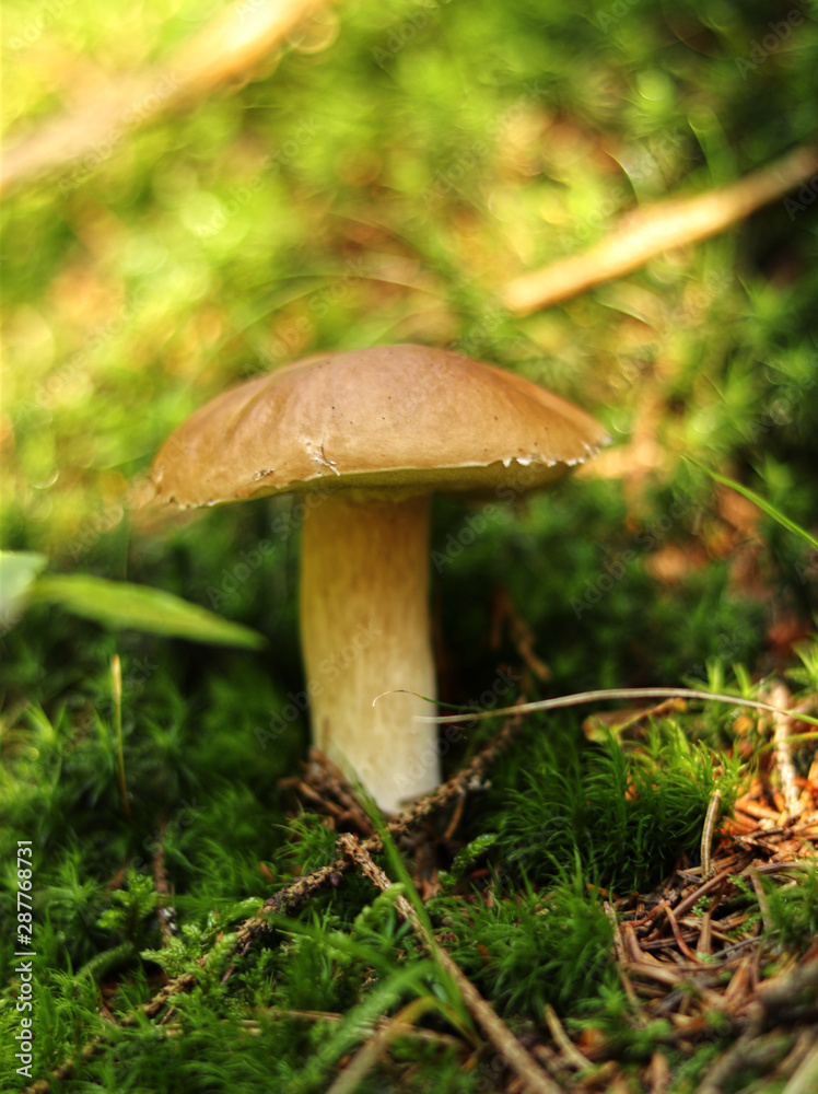 Boletus edulis founded in green moss with needles and fall down some sun beams. Penny bun has beautiful brown cap and white-brown stem. Mucous and oozy cap Boletus edulis founded in green moss with needles and fall down some sun beams. Penny bun has beautiful brown cap and white-brown stem. Mucous and oozy cap
