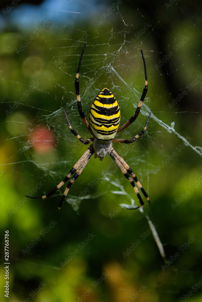 Spider Argiope bruennichi or Wasp-spider. Closeup photo of Wasp spider. Soft selective focus. Spider Argiope bruennichi or Wasp-spider. Closeup photo of Wasp spider. Soft selective focus.