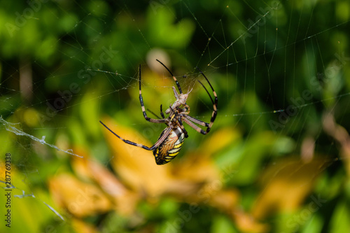 Spider Argiope bruennichi or Wasp-spider. Spider and his victim (grasshopper) on the web. Closeup photo of Wasp spider. Soft selective focus.