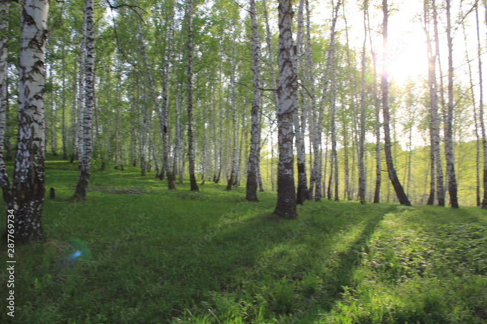 Fototapeta premium Nature