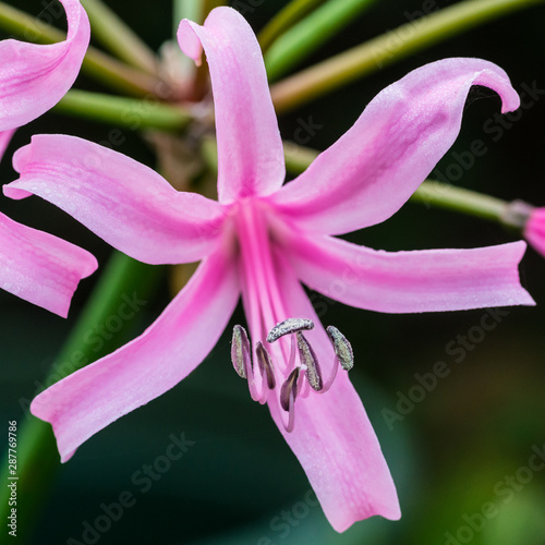 Nerine photo